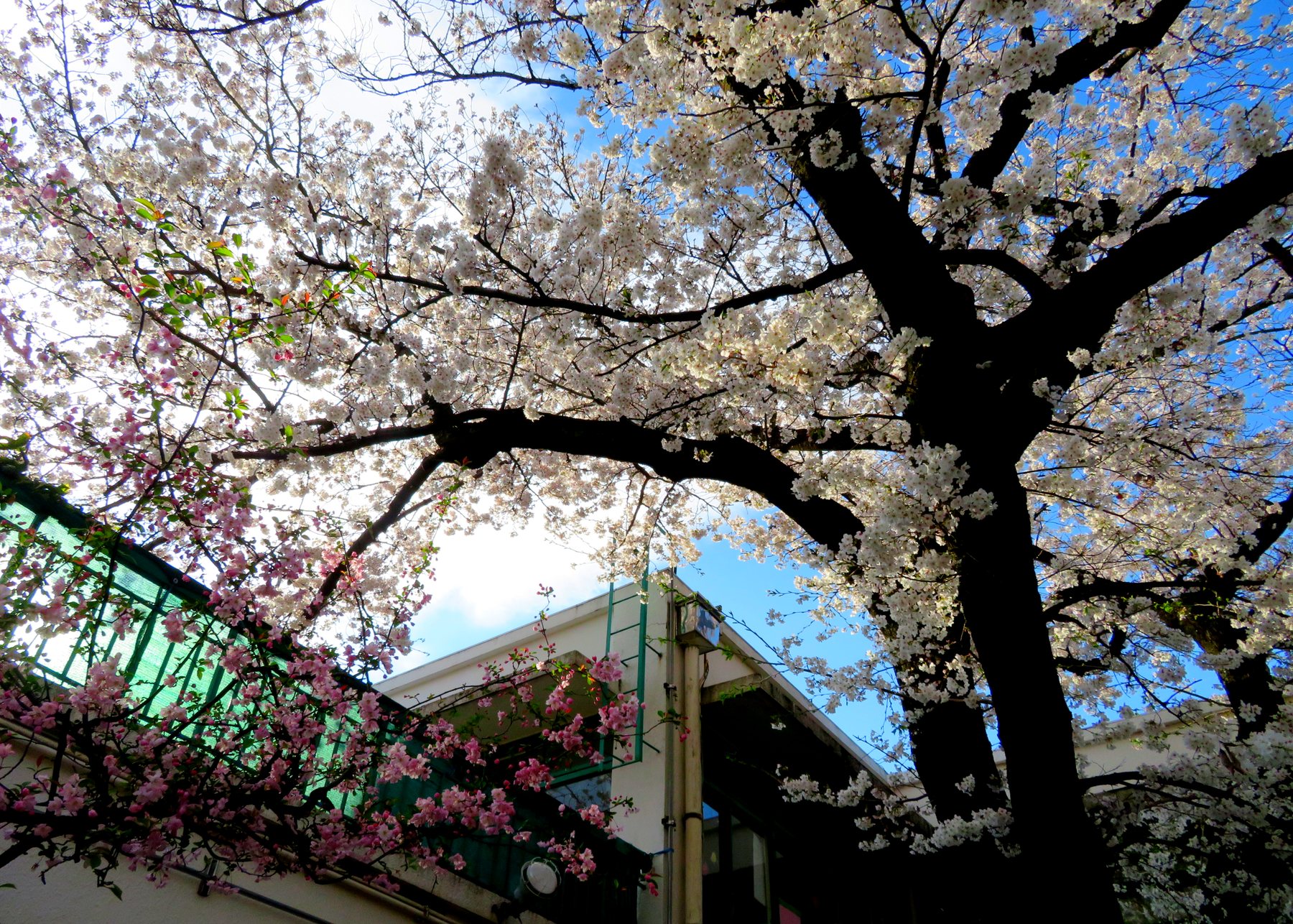 桜の木と獅子吼保育園の園庭
